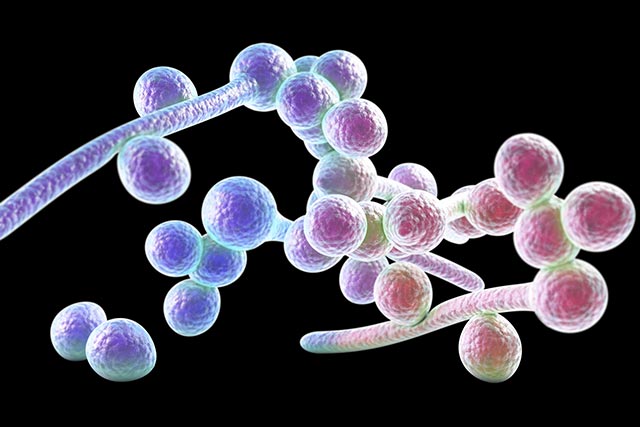 Candida Mantarı Nedir?