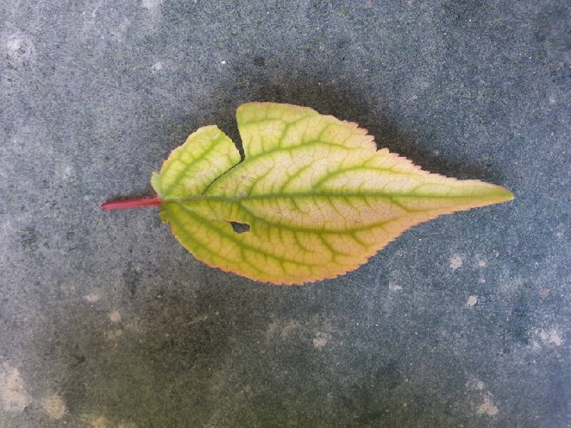 Bitkilerde Demir Noksanlığı Belirtileri Ve Çözüm Yolları Bitkilerde Demir Noksanlığını Önlenmek