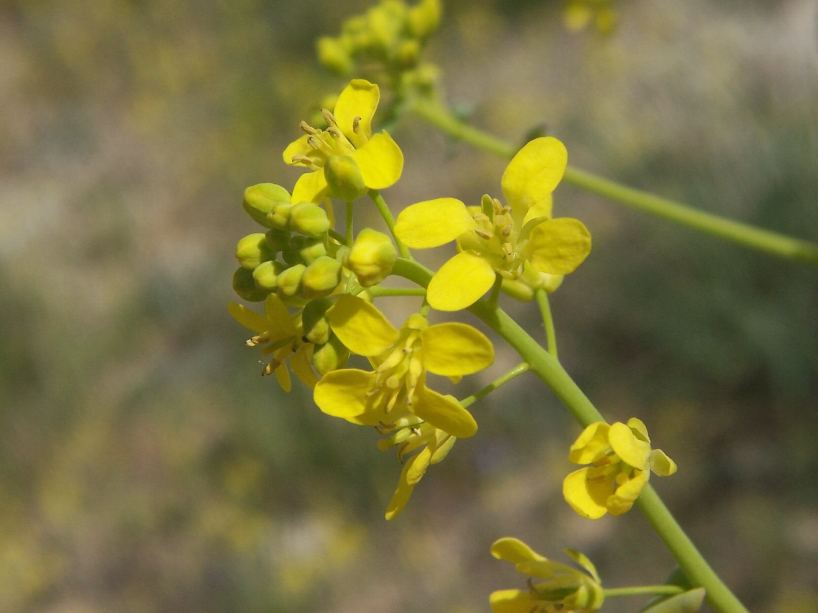 Sarıot Otu Nedir? Sarıot
