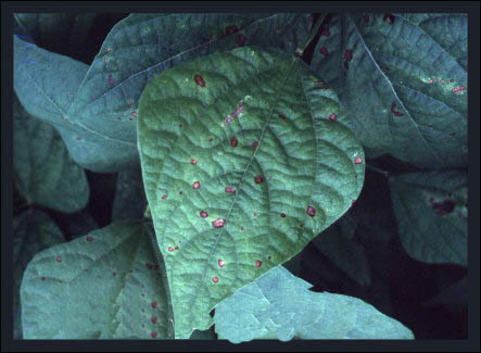 Fasülye Kahverengi Leke Hastalığı