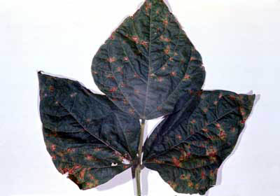 Fasülye Kahverengi Leke Hastalığı