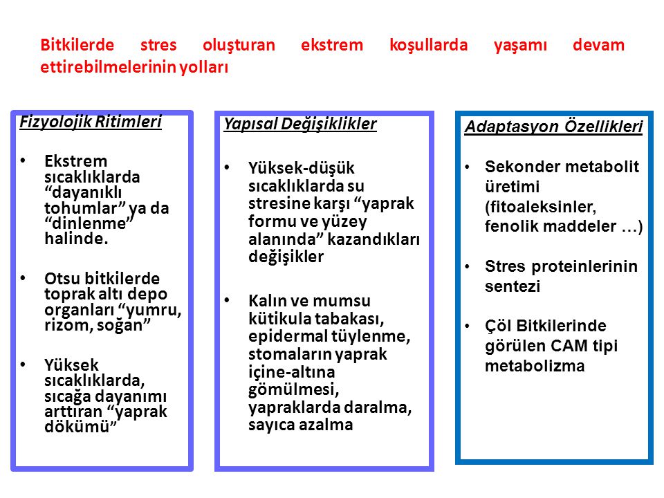 Bitkiler Doğada Ne Zaman Streste Değildir?