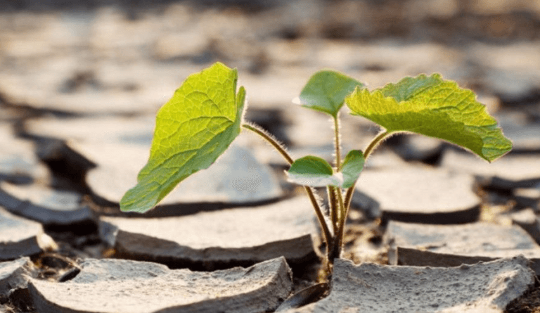 Bitkiler Doğada Ne Zaman Streste Değildir?