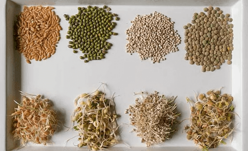 Tohumları Filizlendirme Yöntemleri: Evde Çimlendirme Teknikleri Tohumları Filizlendirme Yöntemleri Nelerdir?