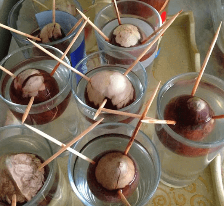 Suda Avokado Yetiştirme Yöntemleri Nelerdir?