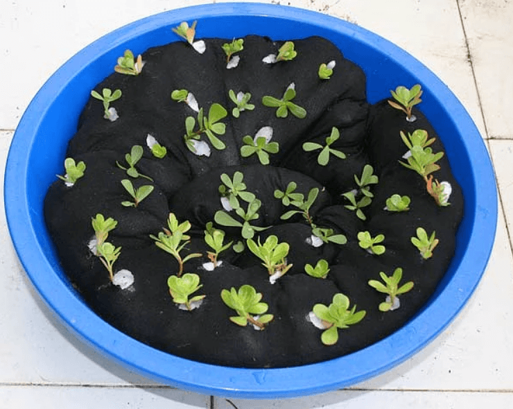 Elyafla Tohum Filizlendirme Yöntemleri Nelerdir? Elyafla Tohum Filizlendirme Yöntemleri Nelerdir?