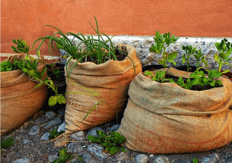 Balkonda Torba Kültürü İle Sebze Yetiştirme