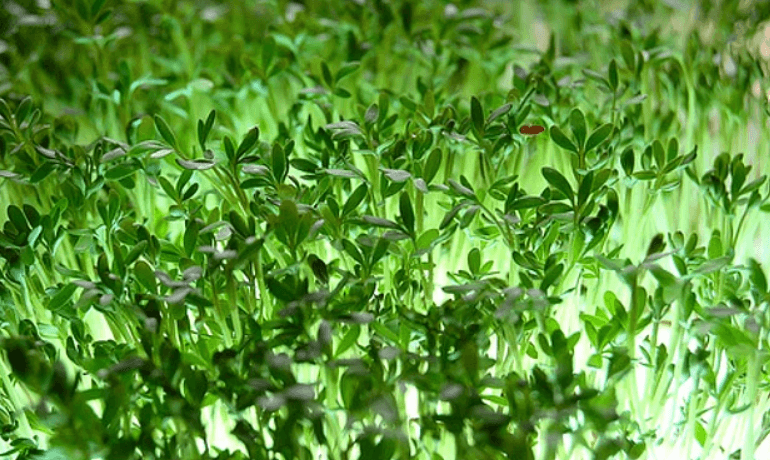 Kağıt Havlu Üzerinde Tere Yetiştirme Yöntemleri Nelerdir?