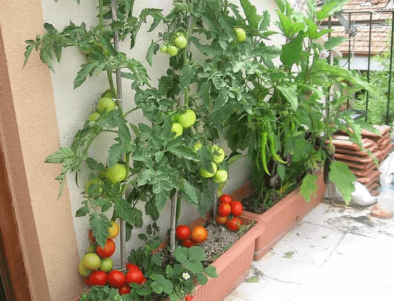 Saksıda Domates Biber Patlıcan Yetiştirme Yöntemleri Nelerdir?