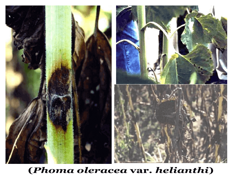 Ayçiçeğinde Phoma Yanıklık Hastalığı