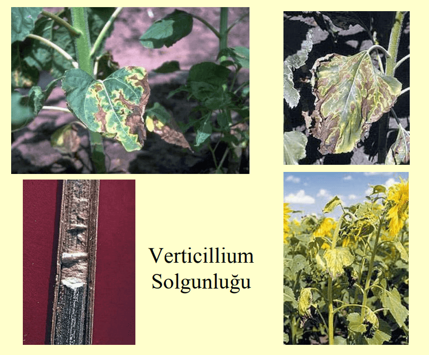 Verticillium solgunluğu