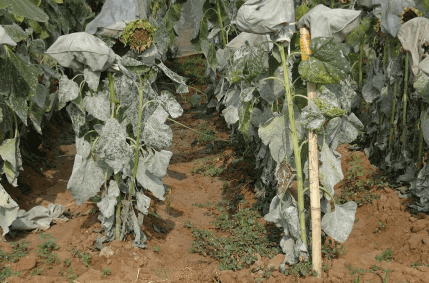 Ayçiçeğinde Külleme