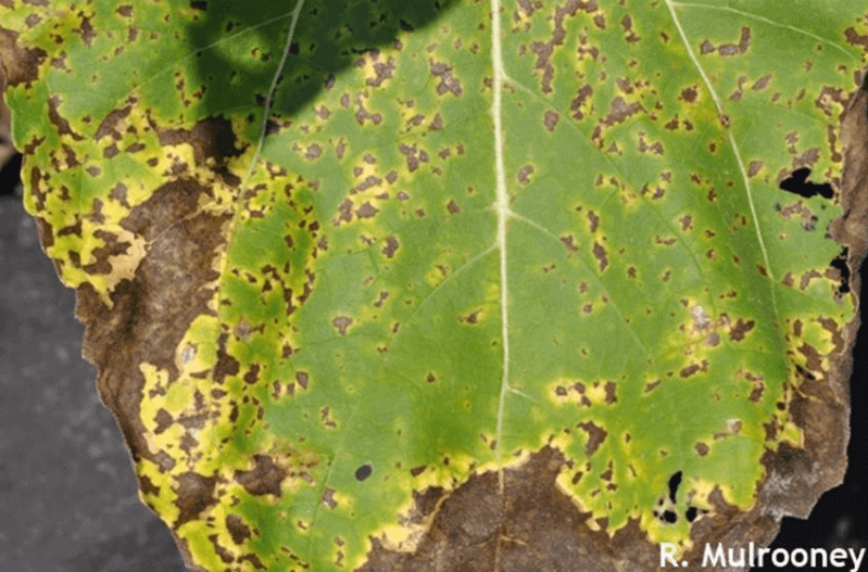 Ayçiçeğinde Septoria Hastalığı