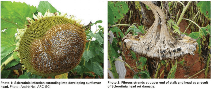 Ayçiçeğinde Sclerotinia Çürüklüğü
