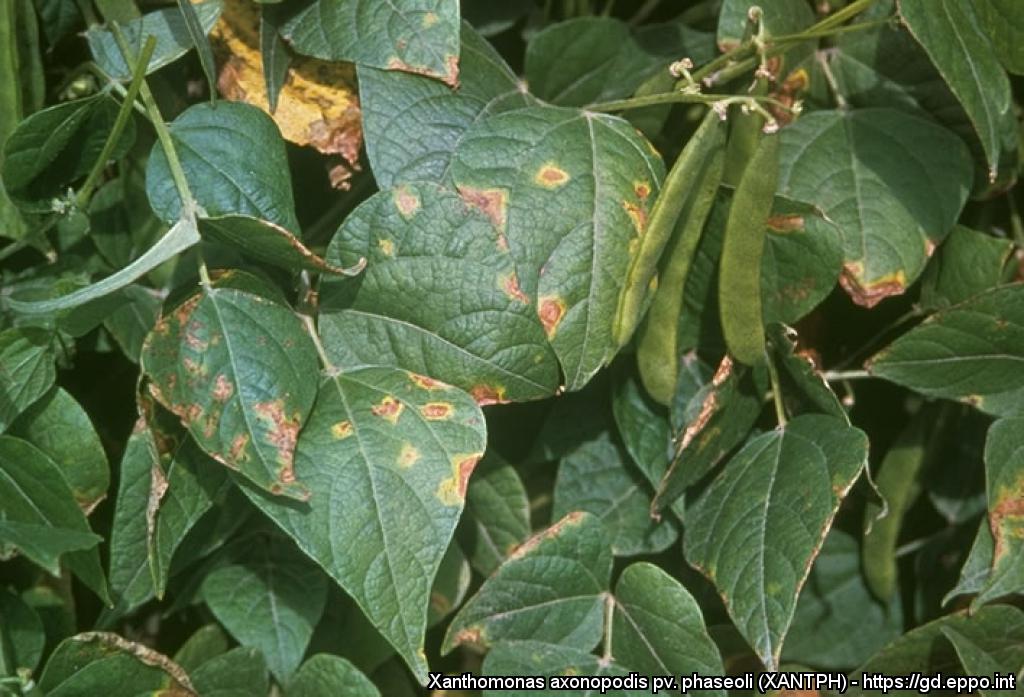 Bakteriyel Yanıklık Nedir?