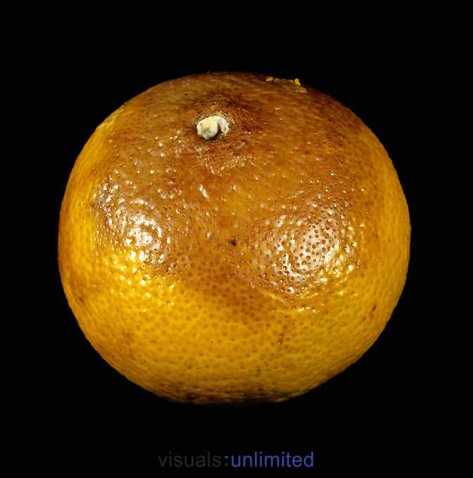 Diplodia Meyve Çürüklüğü Hastalığı Nedir? Belirtileri Ve Nedenleri Diplodia Meyve Çürüklüğü Hastalığı Nedir? Belirtileri Ve Nedenleri