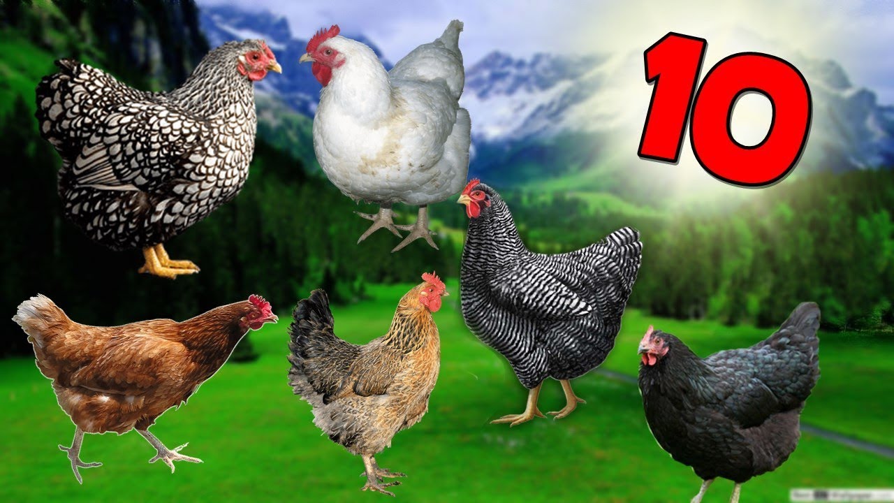 Lohman Brown Vs. Ataks: Hangisi Daha İyi?