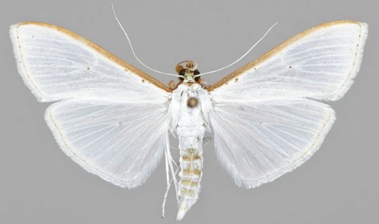 Zeytin Fidan Tırtılı