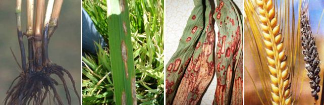 Önemli Tahıl Hastalıkları Belirtileri, Nedenleri Ve Mücadelesi