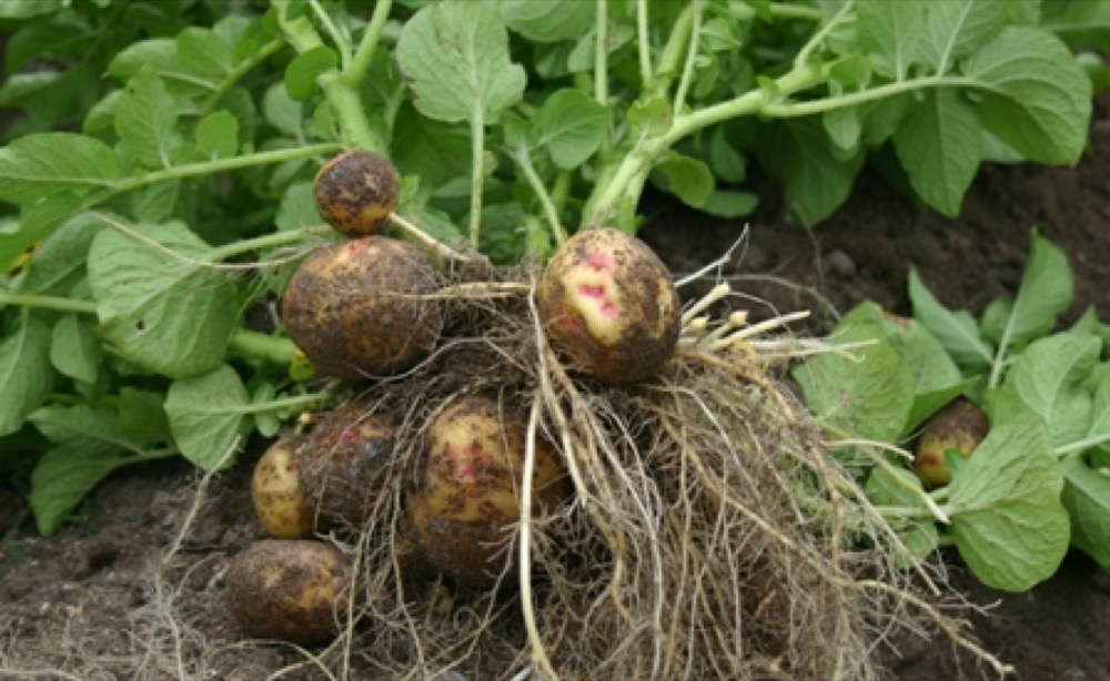 Patates Adi Uyuz Hastalığı