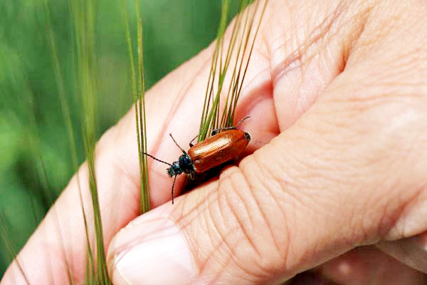 Önemli Tahıl Zararlıları Nelerdir? Önemli Tahıl Zararlıları Nelerdir?