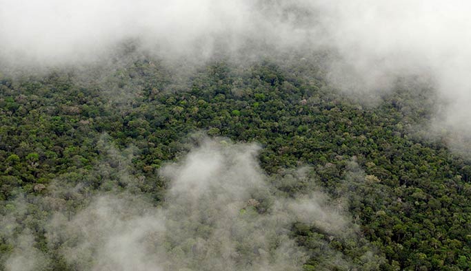 Bitkiler İçin Uygun Olmayan Sıcaklıkların Etkileri Nelerdir?