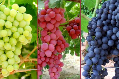 Bölgelere Göre Standart Üzüm Çeşitleri Nelerdir? Bölgelere Göre Standart Üzüm Çeşitleri Nelerdir?