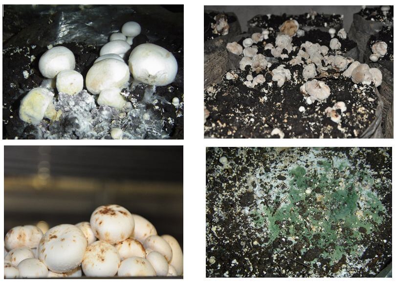 Biyolojik Mücadelenin Kültür Mantarında Kullanımı