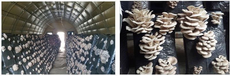 Biyolojik Mücadelenin Kültür Mantarında Kullanımı