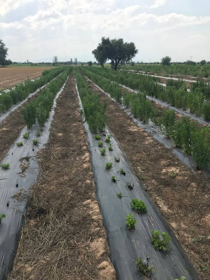 Şeker Otu Stevia Bitkisi Yetiştiriciliği Nasıl Yapılır?
