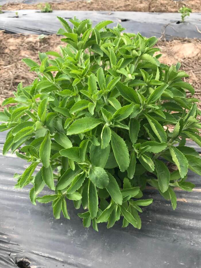 Şeker Otu Stevia Bitkisi Yetiştiriciliği