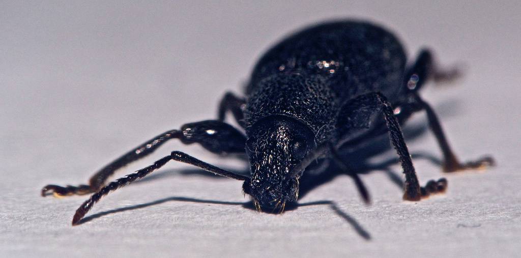 Bağ Salkım Maymuncuğu