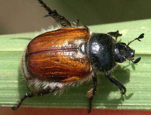 Ekin Bambul Böceği