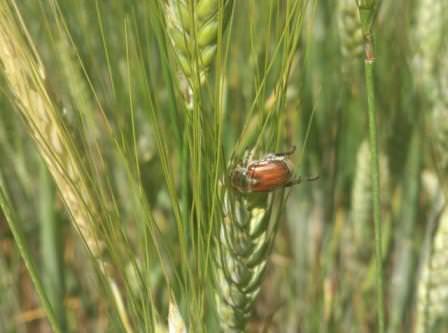 Ekin Bambul Böceği