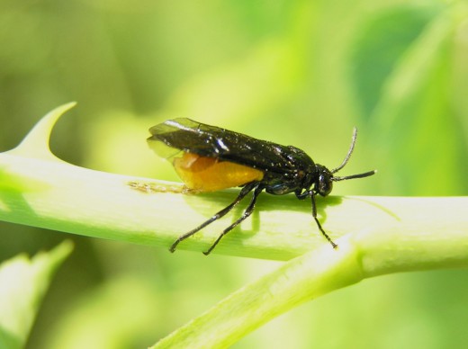 Gül Filiz Arısı Nedir? Zararları Ve Mücadele Yöntemleri