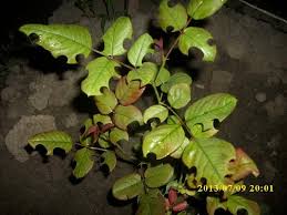 Gül Filiz Arısı Nedir? Zararları Ve Mücadele Yöntemleri