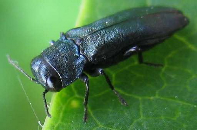 Gül Gal Böceği Nedir? Zararları Ve Mücadele Yöntemleri