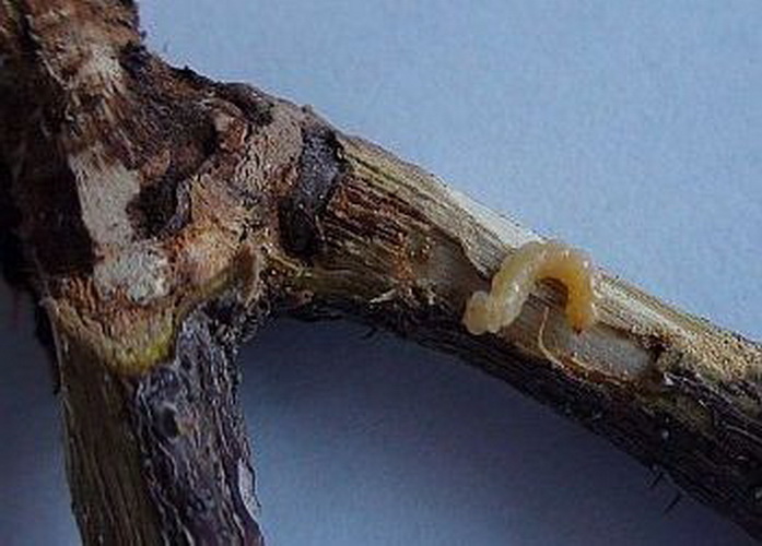 Gül Gal Böceği Nedir? Zararları Ve Mücadele Yöntemleri