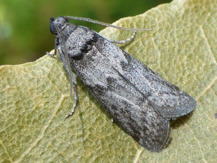 Harnup Güvesi Nedir? Zararları Ve Mücadele Yöntemleri