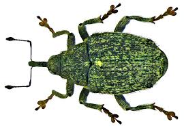 Lahana Gal Böceği Nedir? Zararları Ve Mücadele Yöntemleri