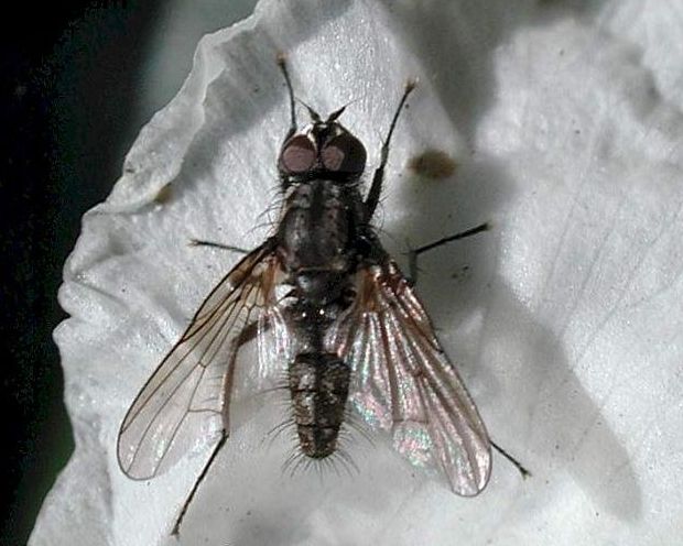 Lahana Sineği Nedir? Zararları Ve Mücadele Yöntemleri Lahana Sineği Nedir? Zararları Ve Mücadele Yöntemleri