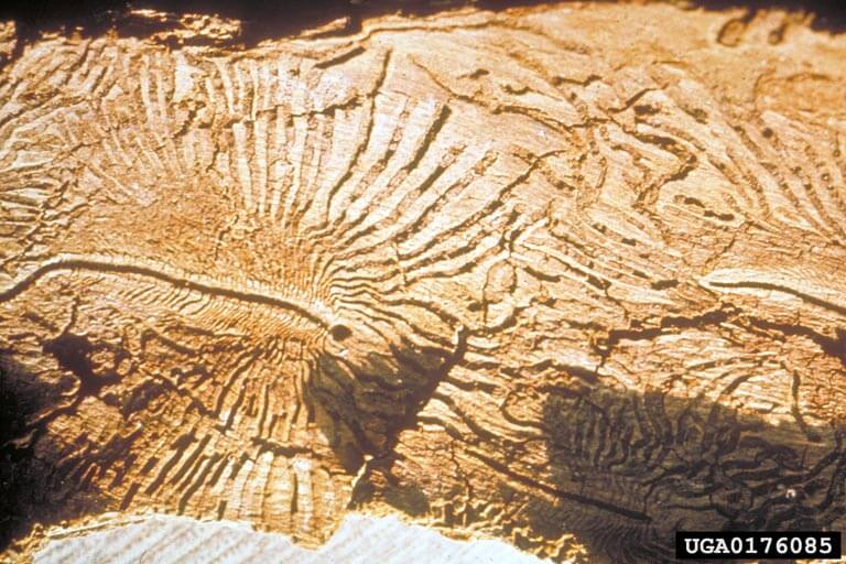 Meyve Yazıcı Böceği Nedir? Zararları Ve Mücadele Yöntemleri