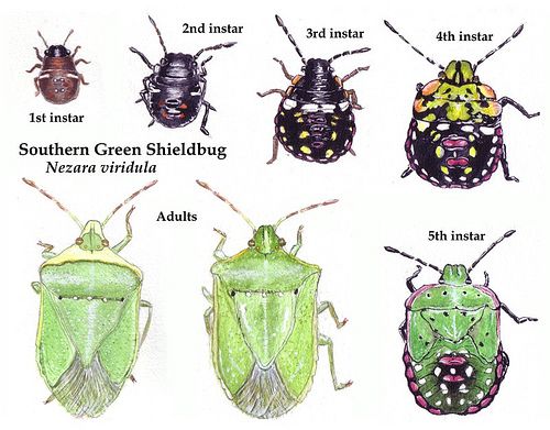 Pis Kokulu Yeşil Böcek Nedir? Zararları Ve Mücadele Yöntemleri