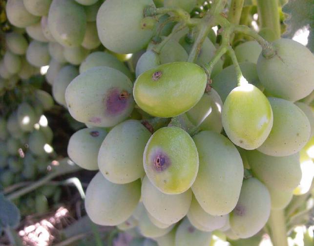 Asmada Salkım Güvesi Nedir? Zararları Ve Mücadele Yöntemleri