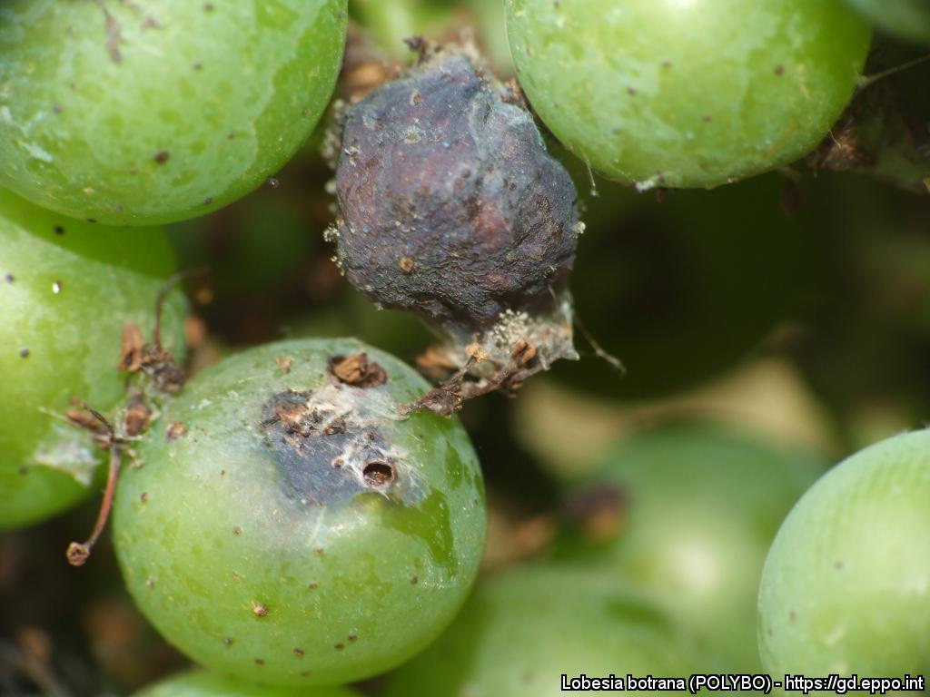 Bağ Salkım Güvesi Zararlısı