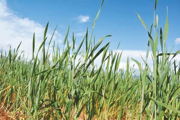 Buğdayın Su Kıtlığına En Hassas Olduğu Dönem Ne Zaman?