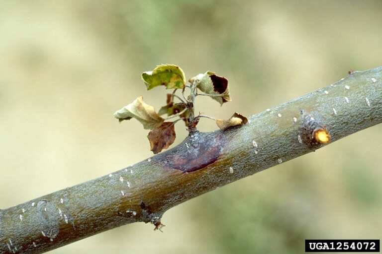 Ateş Yanıklığı Hastalığı