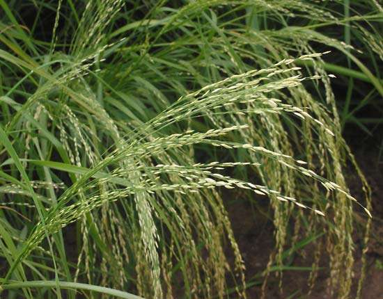 Teff Bitkisi Yetiştiriciliği Teff Bitkisi Yetiştiriciliği