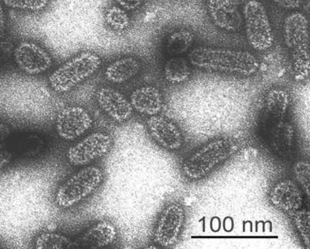 Virüslerin Yapısı Nasıldır?