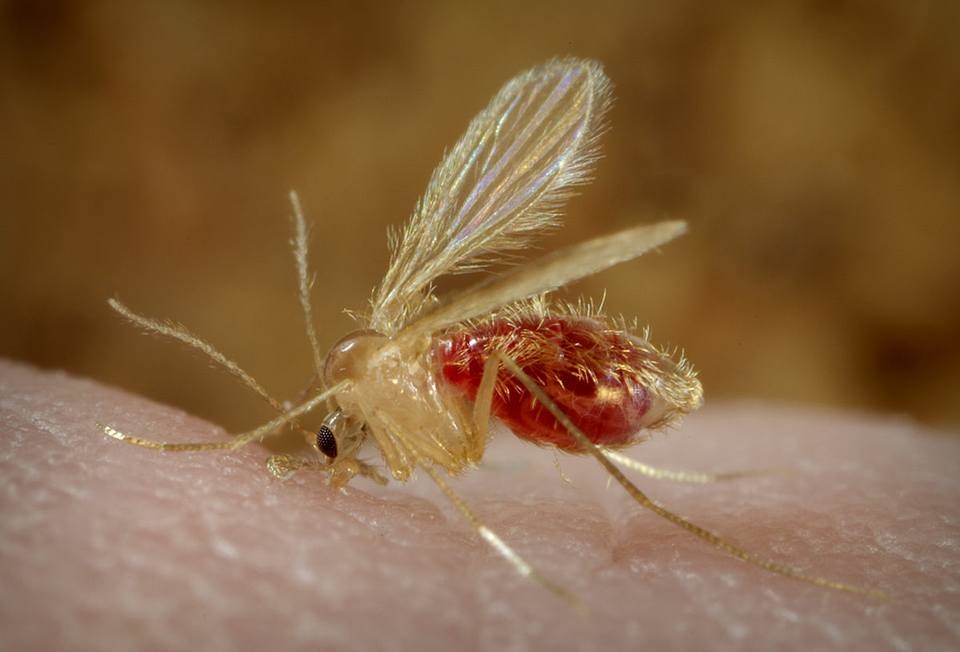 <a title='Diptera (Sinekler) Hakkında Detaylı Bilgi Ve Tarımsal Önemi' href='https://www.muhendistarim.com.tr/konu/320/diptera-sinekler-hakkinda-detayli-bilgi-ve-tarimsal-onemi'>Diptera</a> Takımının Genel Özelliklleri Nelerdir? Diptera Takımının Genel Özelliklleri Nelerdir?
